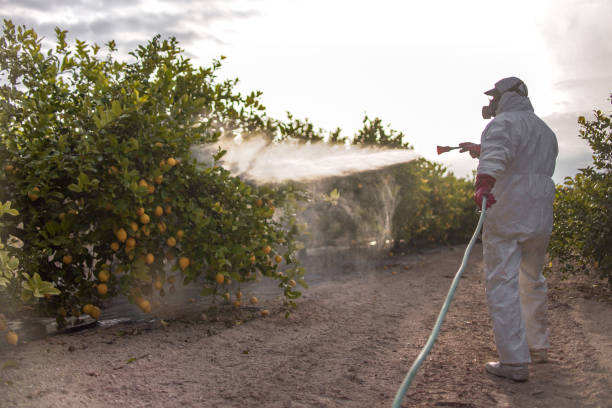 Best Pest Removal Services  in Kaumakani, HI