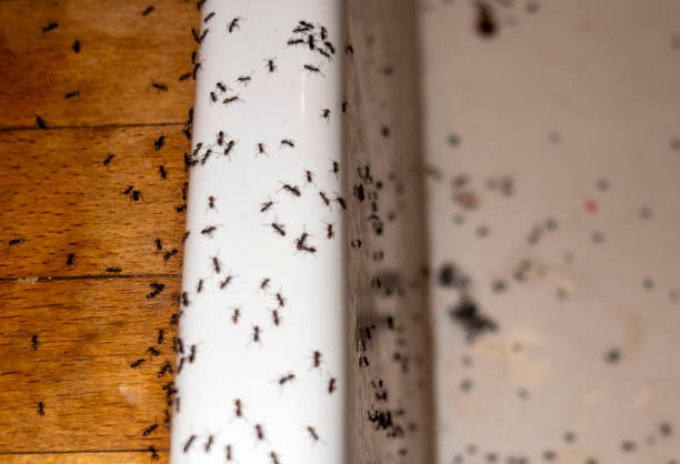 Best Pest Removal Services  in Kaumakani, HI