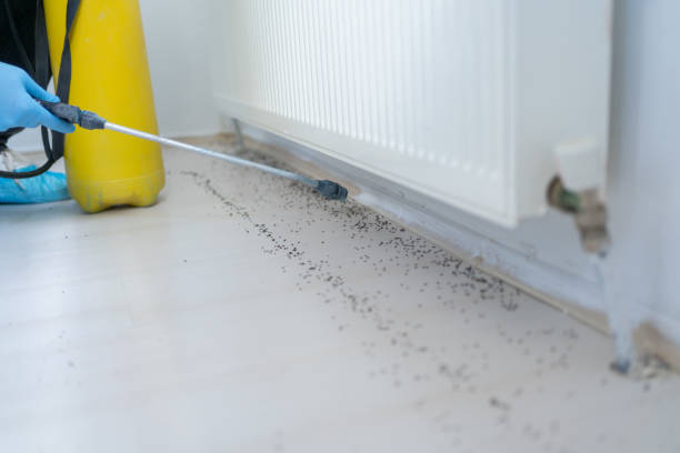 Best Termite Control Services  in Kaumakani, HI